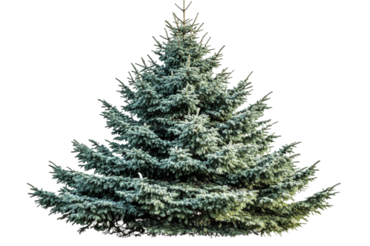 Evergreen tree in natural green color with a full shape