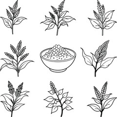 Collection of Quinoa Plants and Seeds in Bowl, quinoa Black and White Illustration