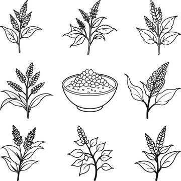Collection of Quinoa Plants and Seeds in Bowl, quinoa Black and White Illustration