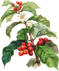 Coffee beans plant watercolor painting isolated on transparent background.