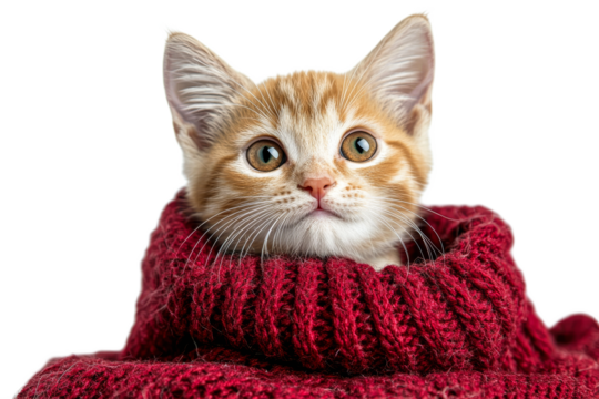 Orange tabby kitten in red sweater, transparent BG