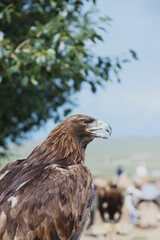 Cows and eagles in the fields of the Nautical Terelj National Park