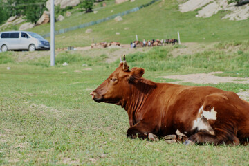 Cows and eagles in the fields of the Nautical Terelj National Park