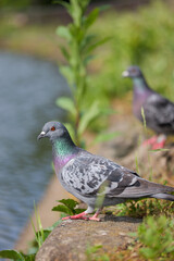 Obraz premium 川辺の鳩の横顔