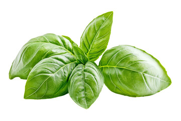 Fresh basil leaves on a transparent background
