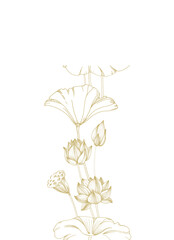 Lotus gold flowers, seed pod and leaves seamless border. Vector illustration hand drawn and isolated on white background. Template for label and logo design
