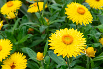 beautiful yellow strawflower at horizontal composition
