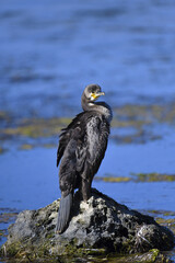 
The Great Cormorant (Latin: Phalacrocorax carbo) is a young bird, a dexterous fisherman, sitting on a rock in the middle of the water, resting after long dives under water.