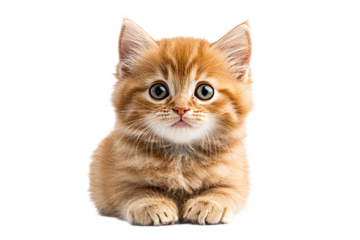 Cute fluffy orange kitten gazing with big eyes
