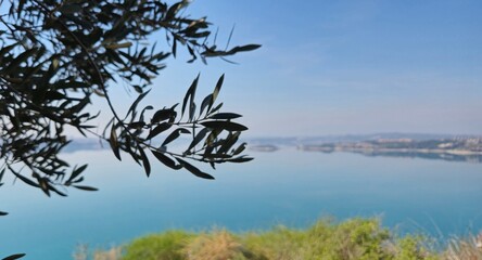 Olive tree branch with a backdrop of a blue lake