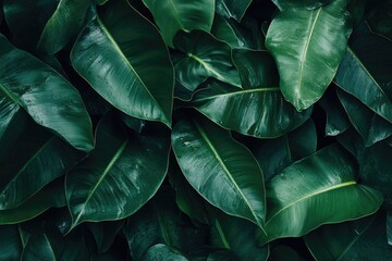 Lush tropical leaves close-up