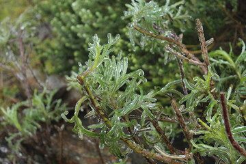 plantas congeladas em inverno em santa catarina