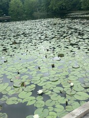 water lily in the pond