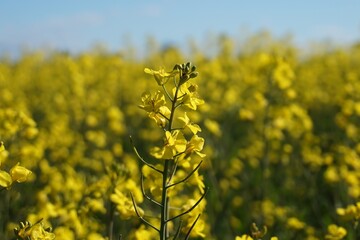 Close-up of a yellow rapeseed flower in a vast blooming canola field