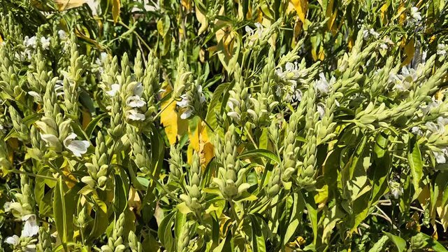 blooms of adhatoda vasica (also justicia adhatoda) in spring