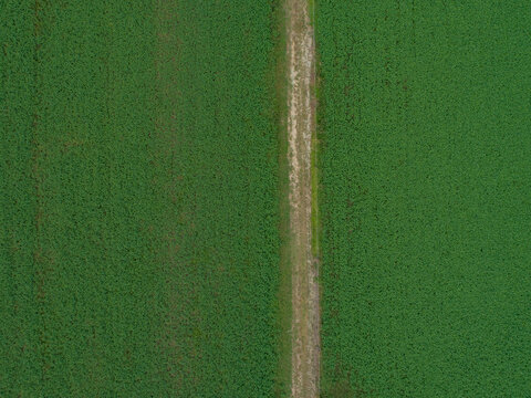 Paddock of green lucerne
