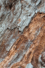 Natural relief background of tree bark