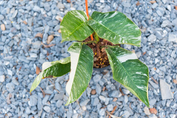 rhaphidophora foraminifera albo variegated in the pot  