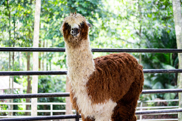 The Huacaya alpaca is a breed of alpaca (Vicugna pacos) that has a unique appearance and fiber...