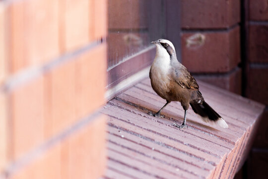 Native grey-crowned babbler birds on windowsill of house