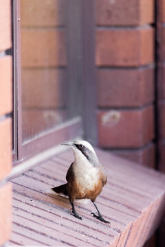 Native grey-crowned babbler birds on windowsill of house