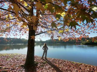 mulher na beira do lago s&atilde;o bernardo no outono em s&atilde;o francisco de paula, rio grande do sul 