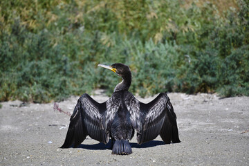 A large seabird, the great cormorant (Latin Phalacrocorax carbo). An excellent diver and fisherman,...