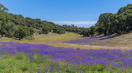 Obraz premium Vibrant Purple Wildflowers Blooming Across a Scenic Meadow Under a Clear Blue Sky