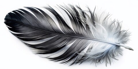 Obraz premium Elegant Black and White Bird Feathers - Hand-Drawn Style Stock Photo