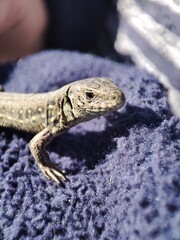 bearded dragon lizard