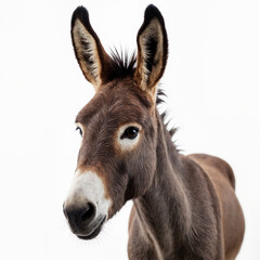 Close-up portrait of a brown donkey with large ears and curious expression on white background