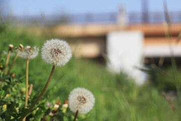 たんぽぽ　日本の草　自然　日本の田舎　