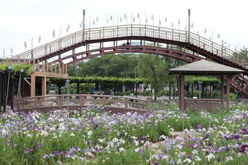 茨城県　水郷佐原あやめパーク　あやめの群生　日本の風景　花
