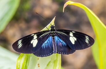 Closeup of single Sara Longwing Butterfly (Heliconius sara)