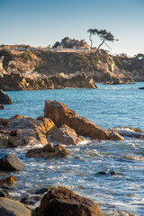 Rocky coast of Korea with a pine tree, morning sunlight and small waves on the sea 