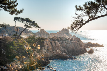 The coast of Korea with rocky cliffs of a coastal peninsula, pine trees in the foreground and harsh morning light