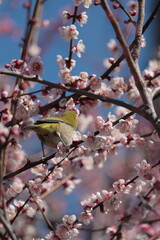 日本の風景　メジロ　野鳥　日本の春　神社