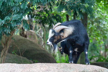 Mini goat standing on rock, with details of black and white fur and horns. Vegetation in background. Ideal for projects on fauna and domestic animals.