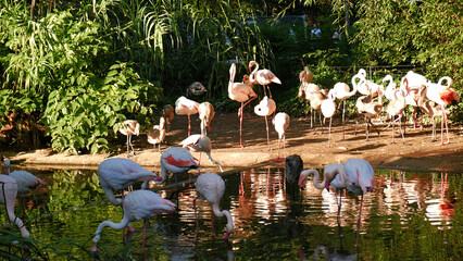 Flock of pink flamingos wading in calm pond surrounded by lush greenery. The birds are drinking water and cleaning their feathers. Tropical plants, twilight, soft light.