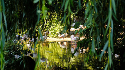 Flock of pink flamingos wading in calm pond surrounded by lush greenery. The birds are drinking water and cleaning their feathers. Tropical plants, twilight, soft light.