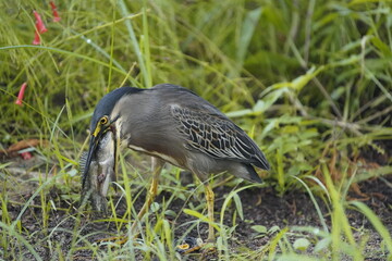 Butorides striata, Ardeidae family, swallowing a Cichlid. Fortaleza Ceara, Brazil.