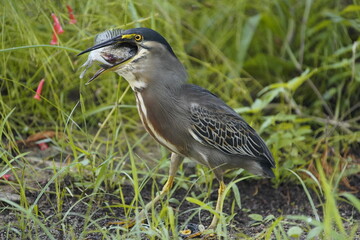 Butorides striata, Ardeidae family, swallowing a Cichlid. Fortaleza Ceara, Brazil.