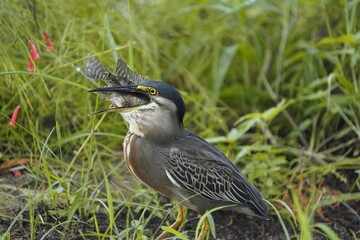 Butorides striata, Ardeidae family, swallowing a Cichlid. Fortaleza Ceara, Brazil.