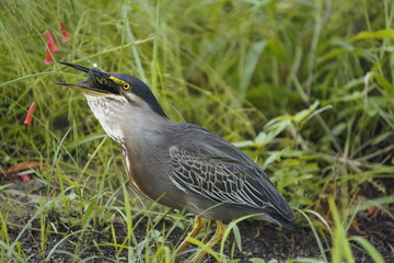 Butorides striata, Ardeidae family, swallowing a Cichlid. Fortaleza Ceara, Brazil.