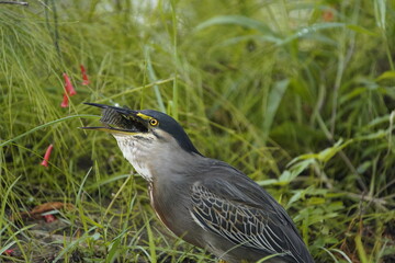 Butorides striata, Ardeidae family, swallowing a Cichlid. Fortaleza Ceara, Brazil.