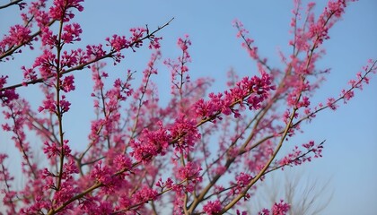 Vivid Redbud Flowers Against Bright Blue