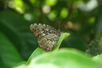 Elymnias nesaea , also known as the Tiger Palmfly , is a species of butterfly in the family Nymphalidae. elymnias butterfly perches on plants in the morning