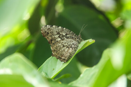 Elymnias nesaea , also known as the Tiger Palmfly , is a species of butterfly in the family Nymphalidae. elymnias butterfly perches on plants in the morning