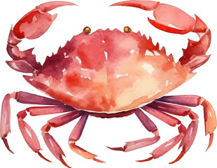 Watercolor painted crab. Hand drawn fresh seafood design element isolated on white background.