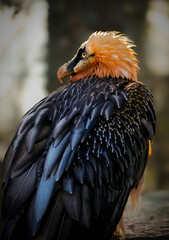 yellow billed hornbill